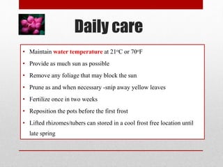 Daily care
• Maintain water temperature at 21oC or 70oF
• Provide as much sun as possible
• Remove any foliage that may block the sun
• Prune as and when necessary -snip away yellow leaves
• Fertilize once in two weeks
• Reposition the pots before the first frost
• Lifted rhizomes/tubers can stored in a cool frost free location until
late spring
 