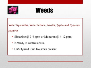 Weeds
Water hyacinths, Water lettuce, Azolla, Typha and Cyperus
papyrus
• Simazine @ 3-6 ppm or Monuron @ 4-12 ppm
• KMnO4 to control azolla
• CuSO4 used if no livestock present
 