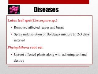 Diseases
Lotus leaf spot(Cercospora sp.)
• Removed affected leaves and burnt
• Spray mild solution of Bordeaux mixture @ 2-3 days
interval
Phytophthora root rot
• Uproot affected plants along with adhering soil and
destroy
 