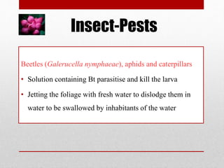 Insect-Pests
Beetles (Galerucella nymphaeae), aphids and caterpillars
• Solution containing Bt parasitise and kill the larva
• Jetting the foliage with fresh water to dislodge them in
water to be swallowed by inhabitants of the water
 