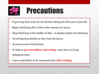 Precautions
• If growing from seed, do not fertilize during the first year of growth
• Begin fertilizing after a lotus tuber sprouts six leaves
• Stop fertilizing in the middle of July - to prepare plants for dormancy
• Avoid liquid pesticides as they burn the leaves
• Avoid excessive fertilization
• To help to prevent mildew and rotting, store them in living
sphagnum moss
• Leaves and tubers to be consumed only after cooking
 