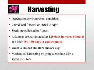 Harvesting
• Depends on environmental conditions
• Leaves and flowers collected in April
• Seeds are collected in August
• Rhizomes are harvested after 120 days in warm climates
and after 150-180 days in cold climates
• Water is drained and rhizomes are dug
• Mechanical harvesting by using a backhoe with a
specialised fork
 