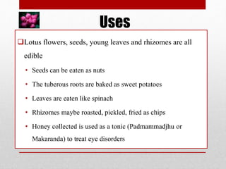 Uses
Lotus flowers, seeds, young leaves and rhizomes are all
edible
• Seeds can be eaten as nuts
• The tuberous roots are baked as sweet potatoes
• Leaves are eaten like spinach
• Rhizomes maybe roasted, pickled, fried as chips
• Honey collected is used as a tonic (Padmammadjhu or
Makaranda) to treat eye disorders
 