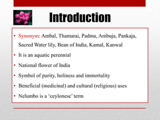 Introduction
• Synonym: Ambal, Thamarai, Padma, Ambuja, Pankaja,
Sacred Water lily, Bean of India, Kamal, Kanwal
• It is an aquatic perennial
• National flower of India
• Symbol of purity, holiness and immortality
• Beneficial (medicinal) and cultural (religious) uses
• Nelumbo is a ‘ceylonese’ term
 