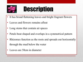 Description
• It has broad flattening leaves and bright fragrant flowers
• Leaves and flowers remains afloat
• Long stems that contain air spaces
• Petals boat shaped and overlaps in a symmetrical pattern
• Rhizomes function as the roots and spreads out horizontally
through the mud below the water
• Leaves are 50cm in diameter
 