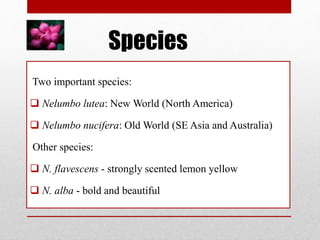Species
Two important species:
 Nelumbo lutea: New World (North America)
 Nelumbo nucifera: Old World (SE Asia and Australia)
Other species:
 N. flavescens - strongly scented lemon yellow
 N. alba - bold and beautiful
 