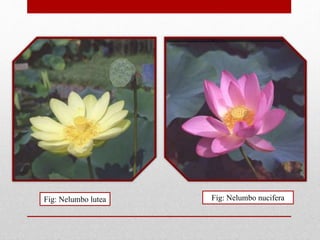 Fig: Nelumbo lutea Fig: Nelumbo nucifera
 