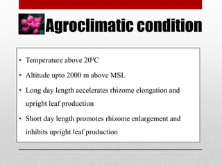 Agroclimatic condition
• Temperature above 200C
• Altitude upto 2000 m above MSL
• Long day length accelerates rhizome elongation and
upright leaf production
• Short day length promotes rhizome enlargement and
inhibits upright leaf production
 