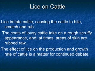 Lice on CattleLice on Cattle
Lice irritate cattle, causing the cattle to bite,
scratch and rub.
The coats of lousy cattle take on a rough scruffy
appearance, and, at times, areas of skin are
rubbed raw.
The effect of lice on the production and growth
rate of cattle is a matter for continued debate.
 