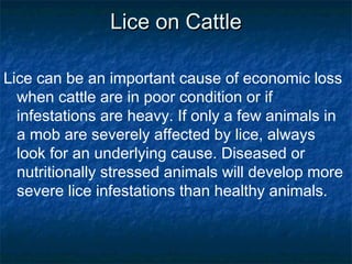 Lice on CattleLice on Cattle
Lice can be an important cause of economic loss
when cattle are in poor condition or if
infestations are heavy. If only a few animals in
a mob are severely affected by lice, always
look for an underlying cause. Diseased or
nutritionally stressed animals will develop more
severe lice infestations than healthy animals.
 
