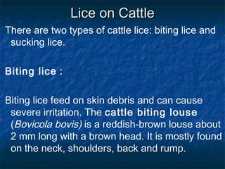 Lice on CattleLice on Cattle
There are two types of cattle lice: biting lice and
sucking lice.
Biting lice ::
Biting lice feed on skin debris and can cause
severe irritation. The cattle biting louse
(Bovicola bovis) is a reddish-brown louse about
2 mm long with a brown head. It is mostly found
on the neck, shoulders, back and rump.
 
