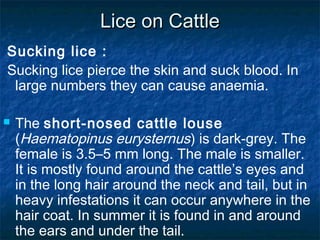 Lice on CattleLice on Cattle
Sucking lice :
Sucking lice pierce the skin and suck blood. In
large numbers they can cause anaemia.
 The short-nosed cattle louse
(Haematopinus eurysternus) is dark-grey. The
female is 3.5–5 mm long. The male is smaller.
It is mostly found around the cattle’s eyes and
in the long hair around the neck and tail, but in
heavy infestations it can occur anywhere in the
hair coat. In summer it is found in and around
the ears and under the tail.
 
