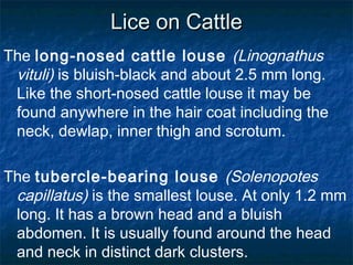 Lice on CattleLice on Cattle
The long-nosed cattle louse (Linognathus
vituli) is bluish-black and about 2.5 mm long.
Like the short-nosed cattle louse it may be
found anywhere in the hair coat including the
neck, dewlap, inner thigh and scrotum.
The tubercle-bearing louse (Solenopotes
capillatus) is the smallest louse. At only 1.2 mm
long. It has a brown head and a bluish
abdomen. It is usually found around the head
and neck in distinct dark clusters.
 