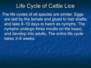 Life Cycle of Cattle LiceLife Cycle of Cattle Lice
The life cycles of all species are similar. Eggs
are laid by the female and glued to hair shafts,
and take 8–19 days to hatch as nymphs. The
nymphs undergo three moults on the beast,
and develop into adults. The entire life cycle
takes 3–6 weeks.
 