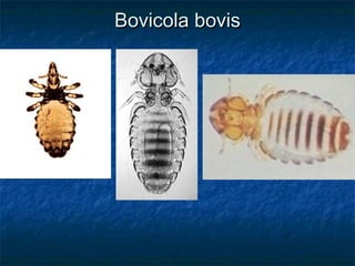 Bovicola bovisBovicola bovis
 
