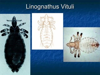 Linognathus VituliLinognathus Vituli
 