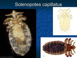 Solenopotes capillatusSolenopotes capillatus
 