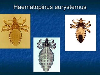 Haematopinus eurysternusHaematopinus eurysternus
 
