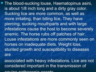  The blood-sucking louse, Haematopinus asini,
is about 1/8 inch long and a dirty gray color.
Sucking lice are more common, as well as
more irritating, than biting lice. They have
piercing, sucking mouthparts and with large
infestations cause the host to become severely
anemic. The horse rubs off patches of hair.
Louse infestations are more commonly seen on
horses on inadequate diets. Weight loss,
stunted growth and susceptibility to diseases
are
associated with heavy infestations. Lice are not
considered important in the transmission of
 