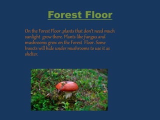 Forest Floor
On the Forest Floor ,plants that don’t need much
sunlight grow there. Plants like fungus and
mushrooms grow on the Forest Floor. Some
Insects will hide under mushrooms to use it as
shelter.
 
