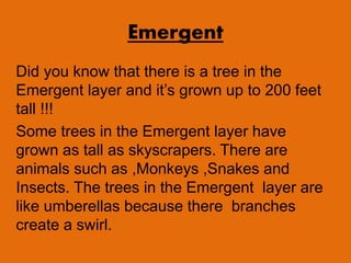Emergent
Did you know that there is a tree in the
Emergent layer and it’s grown up to 200 feet
tall !!!
Some trees in the Emergent layer have
grown as tall as skyscrapers. There are
animals such as ,Monkeys ,Snakes and
Insects. The trees in the Emergent layer are
like umberellas because there branches
create a swirl.
 