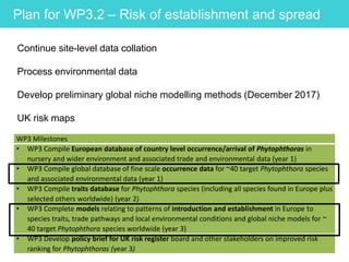 WP3 Milestones
• WP3 Compile European database of country level occurrence/arrival of Phytophthoras in
nursery and wider environment and associated trade and environmental data (year 1)
• WP3 Compile global database of fine scale occurrence data for ~40 target Phytophthora species
and associated environmental data (year 1)
• WP3 Compile traits database for Phytophthora species (including all species found in Europe plus
selected others worldwide) (year 2)
• WP3 Complete models relating to patterns of introduction and establishment in Europe to
species traits, trade pathways and local environmental conditions and global niche models for ~
40 target Phytophthora species worldwide (year 3)
• WP3 Develop policy brief for UK risk register board and other stakeholders on improved risk
ranking for Phytophthoras (year 3)
Plan for WP3.2 – Risk of establishment and spread
Continue site-level data collation
Process environmental data
Develop preliminary global niche modelling methods (December 2017)
UK risk maps
 