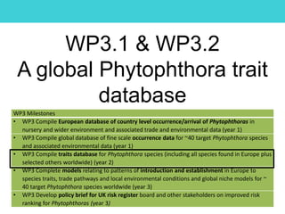 WP3.1 & WP3.2
A global Phytophthora trait
database
WP3 Milestones
• WP3 Compile European database of country level occurrence/arrival of Phytophthoras in
nursery and wider environment and associated trade and environmental data (year 1)
• WP3 Compile global database of fine scale occurrence data for ~40 target Phytophthora species
and associated environmental data (year 1)
• WP3 Compile traits database for Phytophthora species (including all species found in Europe plus
selected others worldwide) (year 2)
• WP3 Complete models relating to patterns of introduction and establishment in Europe to
species traits, trade pathways and local environmental conditions and global niche models for ~
40 target Phytophthora species worldwide (year 3)
• WP3 Develop policy brief for UK risk register board and other stakeholders on improved risk
ranking for Phytophthoras (year 3)
 