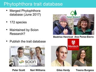 • Merged Phytophthora
database (June 2017)
• 172 species
• Maintained by Scion
Research?
• Publish the trait database
Phytophthora trait database
Peter Scott Nari Williams Giles Hardy Treena Burgess
Ana Perez-SierraBeatrice Henricot
 
