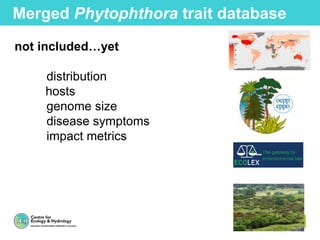 Merged Phytophthora trait database
not included…yet
distribution
hosts
genome size
disease symptoms
impact metrics
 