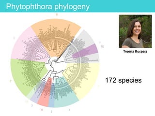 Phytophthora phylogeny
Treena Burgess
172 species
 