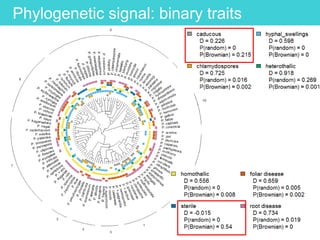 Phylogenetic signal: binary traits
 
