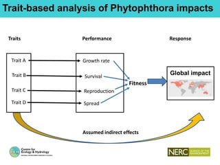 Trait-based analysis of Phytophthora impacts
Fitness
Trait A
Trait B
Trait C
Growth rate
Survival
Reproduction
Global impact
SpreadTrait D
Traits Performance Response
Assumed indirect effects
 