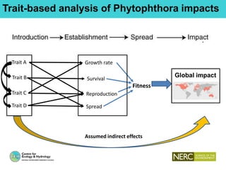 Trait-based analysis of Phytophthora impacts
Fitness
Trait A
Trait B
Trait C
Growth rate
Survival
Reproduction
Global impact
SpreadTrait D
Traits Invasion fi Performance Response
Assumed indirect effects
 