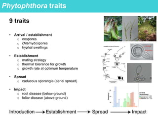 Phytophthora traits
9 traits
• Arrival / establishment
o oospores
o chlamydospores
o hyphal swellings
• Establishment
o mating strategy
o thermal tolerance for growth
o growth rate at optimum temperature
• Spread
o caducous sporangia (aerial spread)
• Impact
o root disease (below-ground)
o foliar disease (above ground)
 