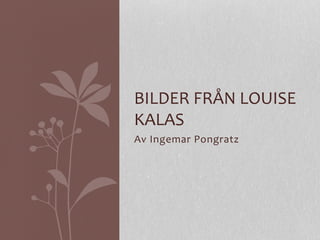 BILDER 
FRÅN 
LOUISE 
KALAS 
Av 
Ingemar 
Pongratz 
 