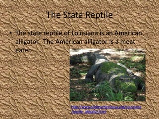 The State Reptile The state reptile of Louisiana is an American alligator.  The American alligator is a meat eater.http://www.statesymbolsusa.org/Louisiana/reptile_alligator.html