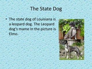 The State DogThe state dog of Louisiana is a leopard dog. The Leopard dog’s mame in the picture is Elmo.