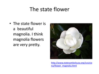 The state flowerThe state flower is a  beautiful  magnolia. I think magnolia flowers are very pretty.http://www.statesymbolsusa.org/Louisiana/flower_magnolia.html