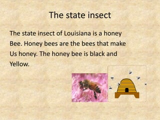 The state insect The state insect of Louisiana is a honey Bee. Honey bees are the bees that makeUs honey. The honey bee is black and Yellow.
