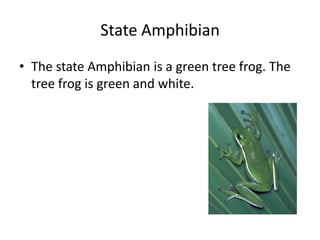 State Amphibian The state Amphibian is a green tree frog. The tree frog is green and white.