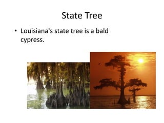State TreeLouisiana's state tree is a bald cypress. 
