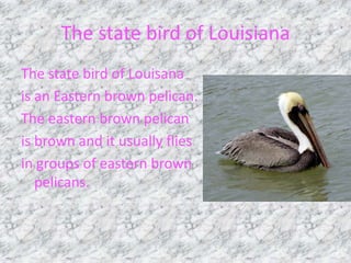 The state bird of LouisianaThe state bird of Louisanais an Eastern brown pelican.The eastern brown pelicanis brown and it usually fliesin groups of eastern brown pelicans.
