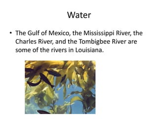 WaterThe Gulf of Mexico, the Mississippi River, the Charles River, and the Tombigbee River are some of the rivers in Louisiana.