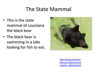 The State MammalThis is the state mammal of Louisiana the black bearThe black bear is swimming in a lake looking for fish to eat.http://www.statesymbolsusa.org/Louisiana/reptile_alligator.html