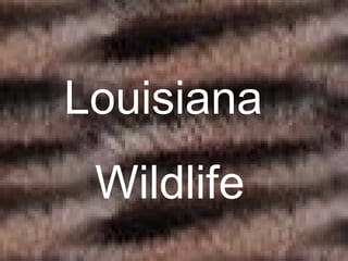 Louisiana  Wildlife 