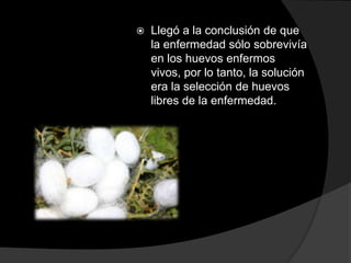 

Llegó a la conclusión de que
la enfermedad sólo sobrevivía
en los huevos enfermos
vivos, por lo tanto, la solución
era la selección de huevos
libres de la enfermedad.

 