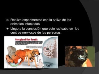 


Realizo experimentos con la saliva de los
animales infectados
Llego a la conclusión que esto radicaba en los
centros nerviosos de las personas.

 