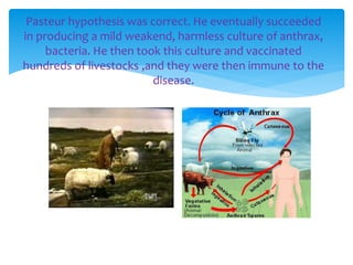 Pasteur hypothesis was correct. He eventually succeeded
in producing a mild weakend, harmless culture of anthrax,
bacteria. He then took this culture and vaccinated
hundreds of livestocks ,and they were then immune to the
disease.
 