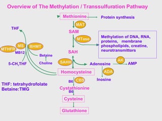SAM SAH MTase SAHH Homocysteine B6 THF MS CBS MB12 Protein synthesis BHMT Choline Betaine Overview of The Methylation / Tr...