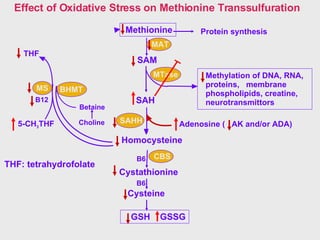 SAM SAH MTase SAHH Homocysteine B6 THF MS CBS B12 Protein synthesis BHMT Choline Betaine Effect of Oxidative Stress on Met...